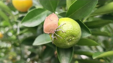 quất tết hưng yên xuân 2026 mời các bạn @nongnghiep_hn #video #quatcanh 