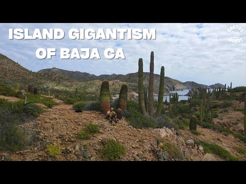 World’s tallest Ferocactus grows on an uninhabited island in the sea of Cortez