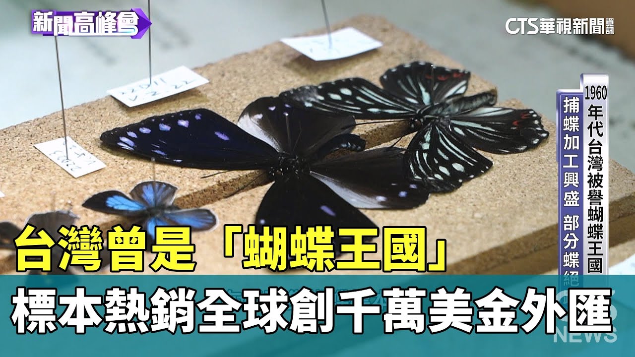 60s】☆蝶類標本100頭☆『台湾産蝴蝶TAIWAN BUTTERFLY』② 【公式通販】