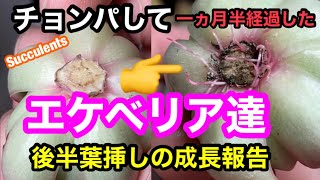 多肉植物 チョンパして1ヵ月半経過したエケベリア達 後半葉挿しの成長報告 Youtube