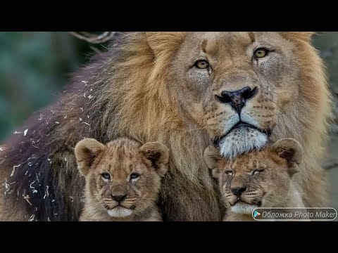 Лев Царь Зверей. Жизнь Льва В Дикой Природе. Дикая Природа.