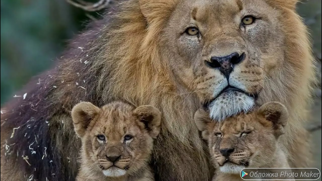 ЛЕВ Царь зверей. Жизнь льва в дикой природе. Дикая природа.