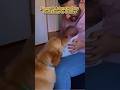 Funny &amp; Adorable Dog Reactions to Babies