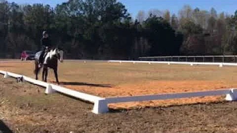Basic 1 western dressage