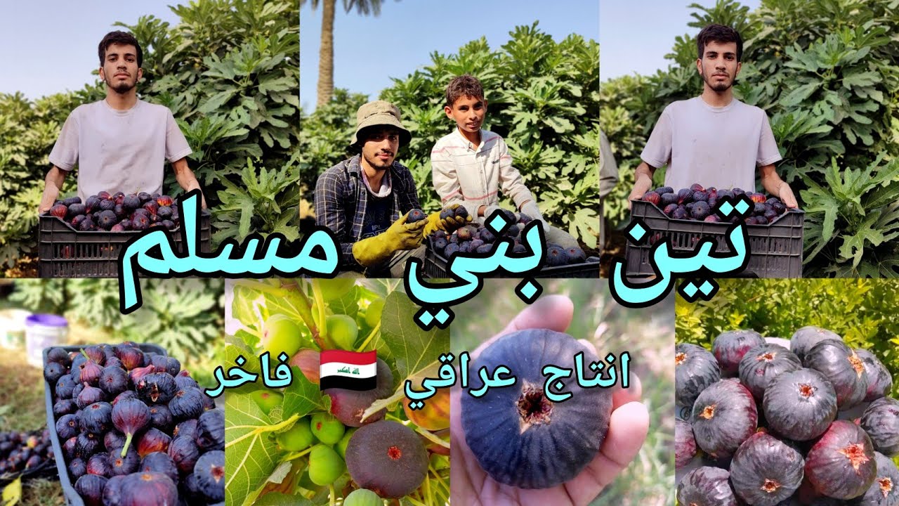 تين بني مسلم صنف عراقي 🇮🇶 فاخر يذهل الجميع بطعمه يزرع في بابل قرية بني مسلم الانتاج غزير والطعم عسلي