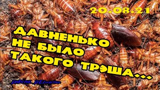Давненько не было такого трэша...,  1000 тараканов в квартире