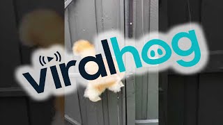 Cat Cleverly Escapes Enclosure || ViralHog