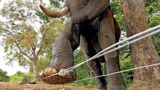 intelligent tusk elephant  brakes electric fence and guide to the others to crossing electric fence