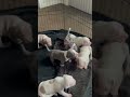 #puppy