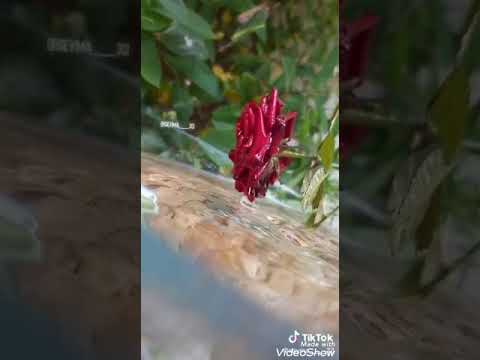 اجمل تصميم حالات واتس اب لعشاق الورد الجوري