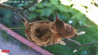 Topaz Preparing For Take Off - Hummingbird Spot - Sapphire The Hummingbird 426