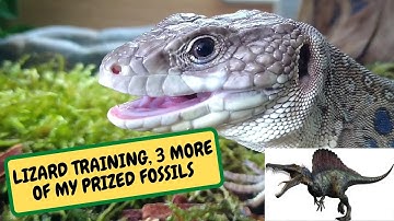 LIZARD TRAINING, 3 MORE OF MY PRIZED FOSSILS (Snake Island Exotics)
