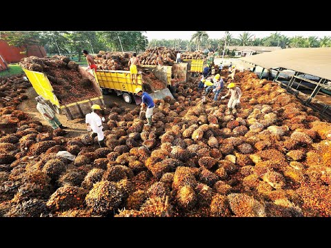 Şaşırtıcı Yağ Palmiye Meyve Hasat Makinesi - Fabrikada Palmiye Yağı İşleme - Palmiye Yağı Üretimi