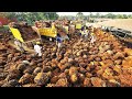 Tons of oil palm fruit harvesting by machine  palm oil processing in factory  palm oil production