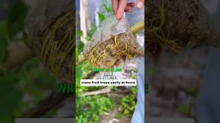 Clone any tree you want with this method #shorts #farming #planting #agriculture