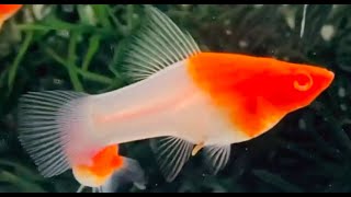 Top 10 types of Beautiful Molly Fish | Super Beautiful Molly Fish Types