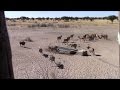 W.A.S Hunting: Bowhunting Namibia (Part 3)