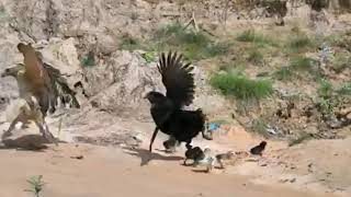 Induk Ayam Mengalahkan Elang Yang Mengancam Nyawa Anak Anaknya # Jangan lupa Like, Subscribe, Share