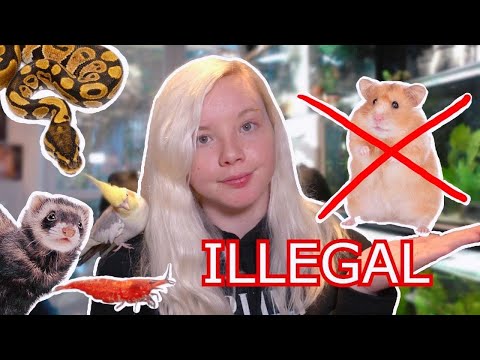 Video: Animale ilegale din New York City