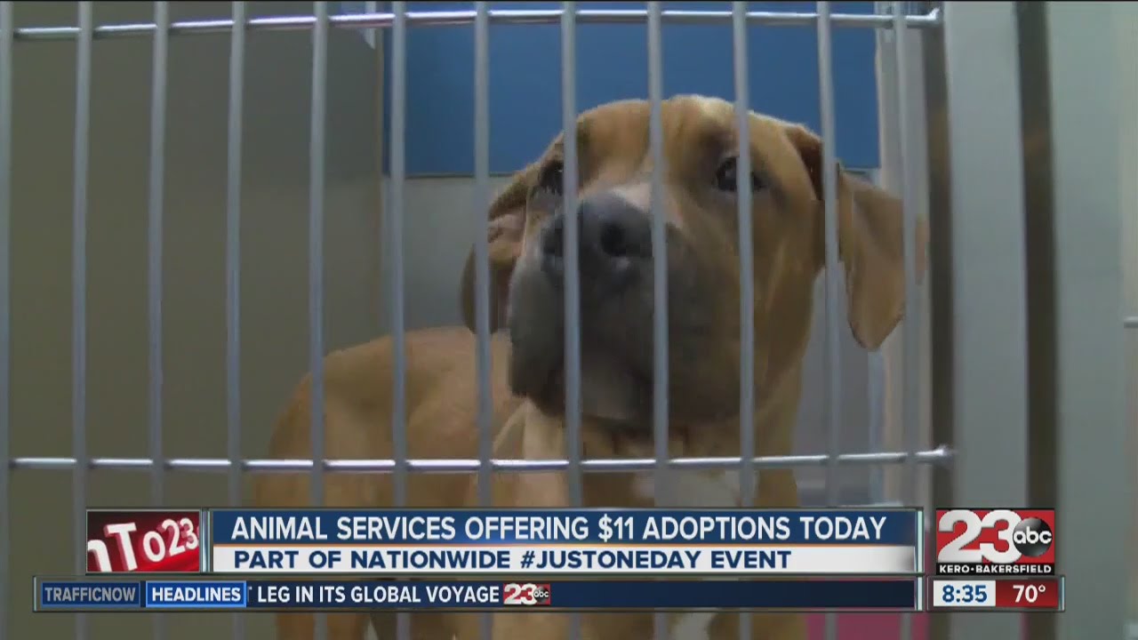 Just One Day event at Kern County Animal Shelter - YouTube