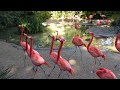 Flamingos run to and fro