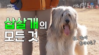 독도 지키고, 귀신도 때려잡는 삽살개 🐶 멸종될 뻔한 우리 토종개의 모든 것! | KBS 지역의 사생활 230120 방송