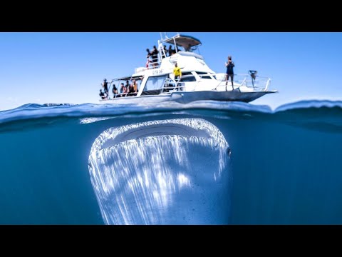 Видео: Морские Монстры, Нападающие На Суда