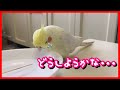 インコが水浴びを好きになる５つの処方箋 cockatiel【オカメインコのきなこ】