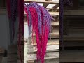 Watch how beautifully these preserved trailing amaranthus move 💜💕
Their natural flow, rich texture, and bold colour make them one of the most loved choices for wedding styling, floral installations, and modern dried flower décor in 2026.

Perfect for bouquets, table runners, hanging arrangements, and statement floral designs, preserved amaranthus adds movement that many flowers simply cannot create.

Click here to buy now- https://www.driedflowersdecor.co.uk/products/preserved-amaranthus-caudatus-moss-green-trailing-bunch-70-cm-150-grams




#PreservedAmaranthus #DriedFlowers #TrailingAmaranthus #WeddingFlowers #DriedFlowerDecor #FloralDesign #PreservedFlowers #HangingAmaranthus #WeddingDecorIdeas #DriedFlowersUK #WholesaleFlowers #FloralTrends2026