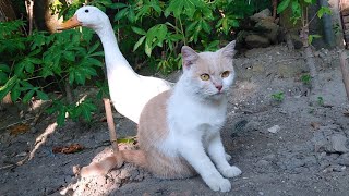 followed the cats and ducks on a date adventure🐈🦢❤️ Really you will definitely be surprised🤯 by Cat kucing 593 views 13 days ago 8 minutes, 40 seconds