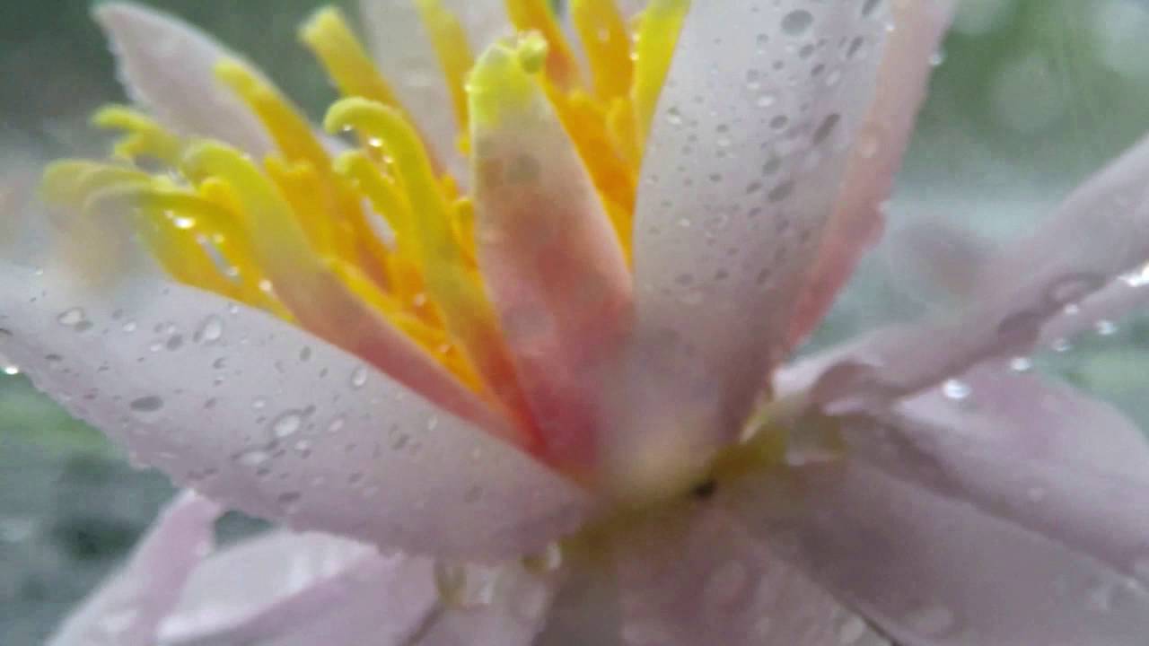 Macro Rainfall on Water Lilies July Storm, GoPro4 Black & BackScatter Flip4 Macro Lens +15 macromate