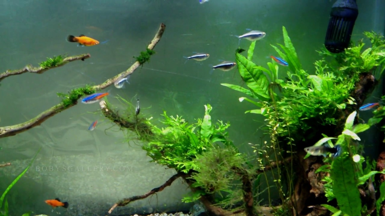 Aquascape | Planted Aquarium | BOBBYS GALLERY