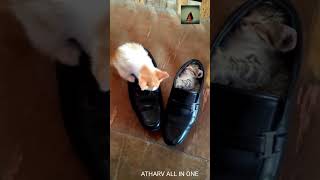 Funniest Cat Video Compilation, Cutest Pet Compilation Video @atharvallinone #funnyvideocompilation by Atharv All in one 63 views 2 years ago 2 minutes, 15 seconds