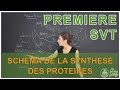 Schma de la synthse des protines  svt  1re  les bons profs