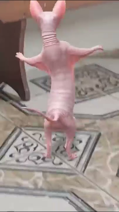 foi muito mal gente não fui eu que fiz isso 😕