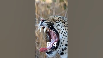 African leopard VS Reticulated python #shorts #whoisstrongest