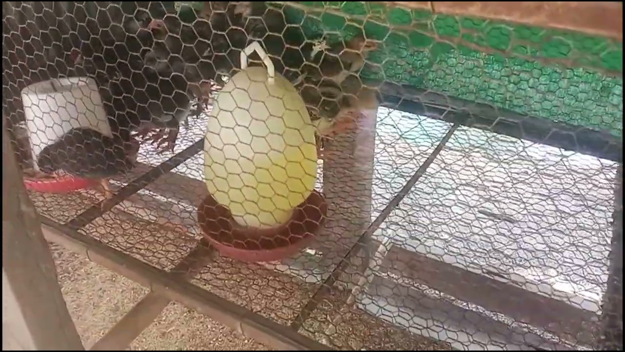 ខ្ញុំធ្វើបែបនេះទេីបខ្ញុំចិញ្ចឹមមាន់វិលជុំជោគជ័យ