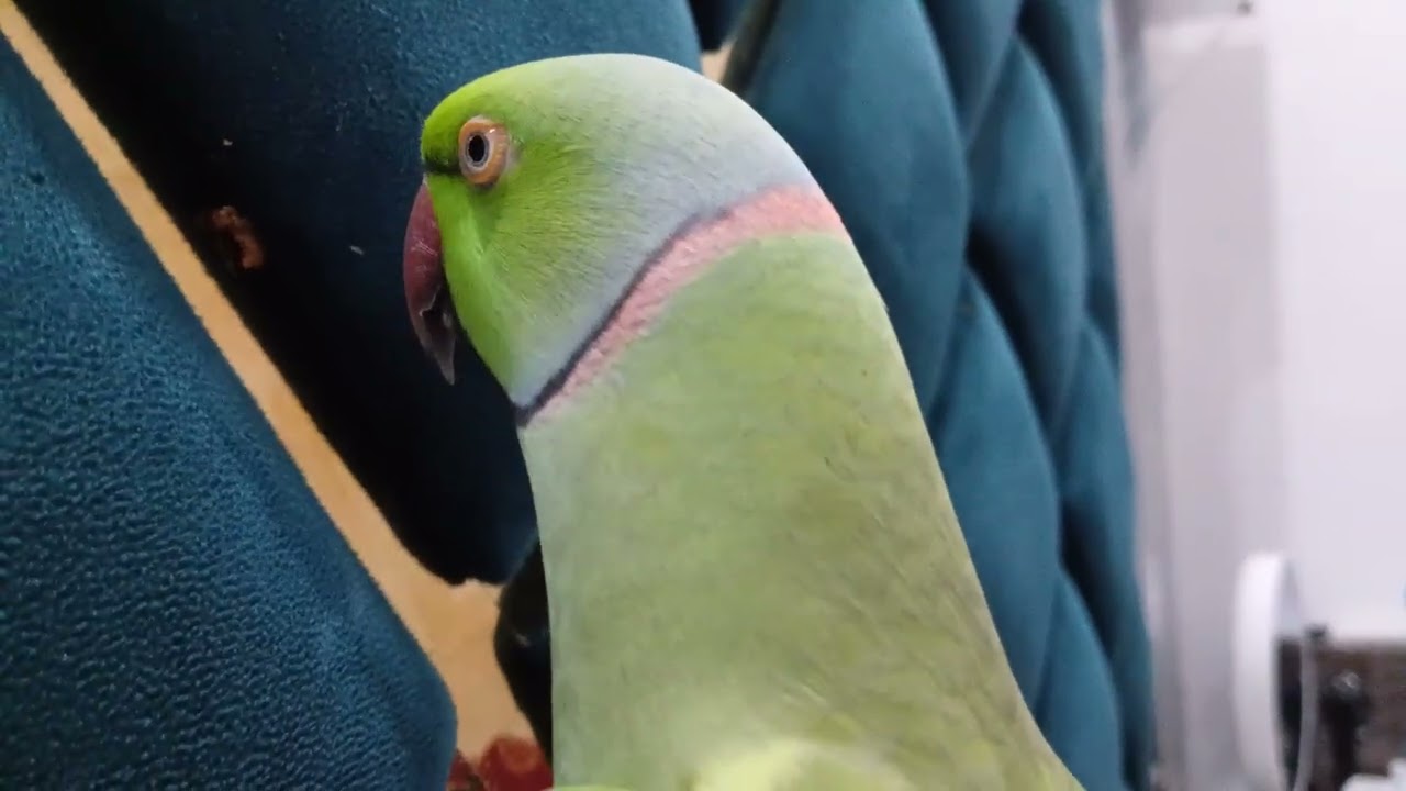 Mera प्यारा मिठू  Baatein Kar raha🦜😀@MithuKatoreKatore  @Mithu7  @mithuandpinku