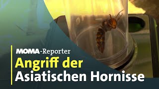 Gefahr für Bienen: Die Asiatische Hornisse | ARD-Morgenmagazin