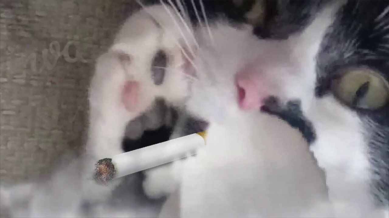 Cat Raving Raving Cat Dances To MC Mental - YouTube