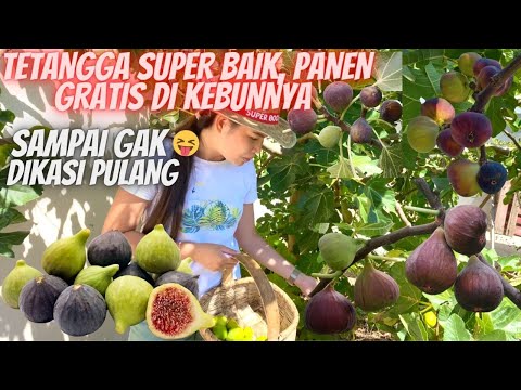 Video: Kapan saya harus memetik buah ara saya?