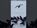 beautiful story
