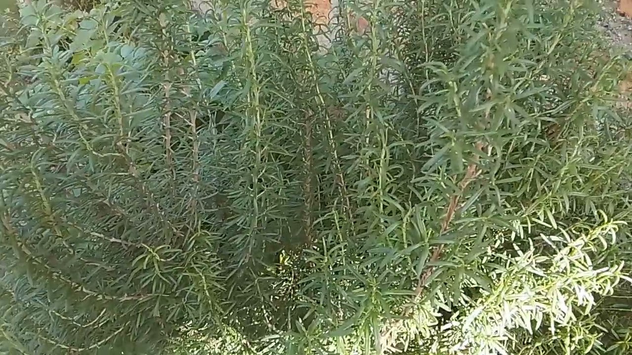 Wow! This amazing plant it will surprise you.am lwijisyo