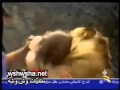 رحمة اسد لأنسان مقطع مؤثر رحمة اسد لأنسان مقطع مؤثر