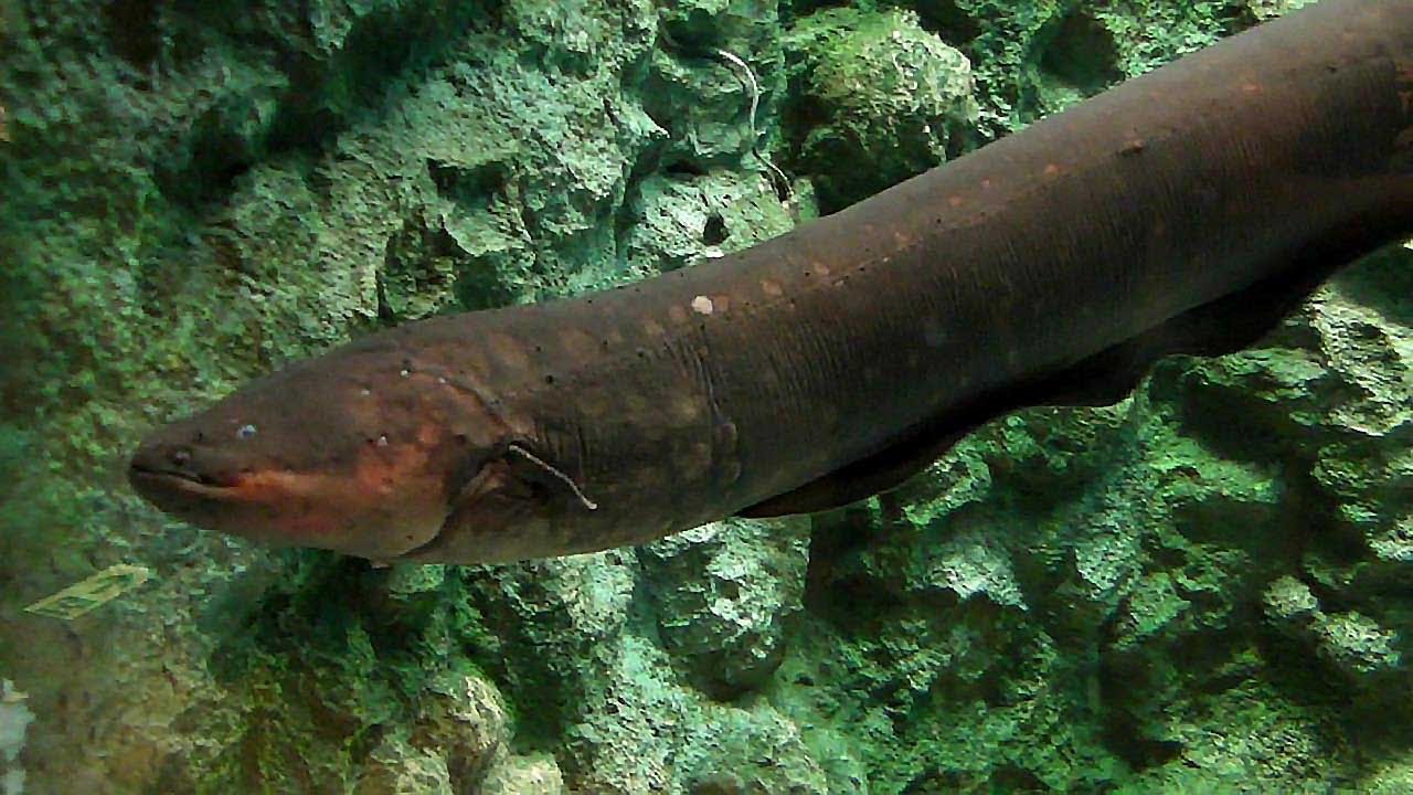 デンキウナギ しながわ水族館 Electric Eel Youtube