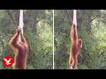 Sumatran orangutan uses canopy bridge in world-first moment