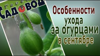 Особенности ухода за огурцами в сентябре