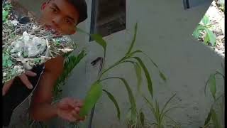 U.C.S.P. 4TH PERFORMANCE TASK (TREE PLANTING) GROUP 5
