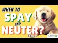 The Best Time to Spay or Neuter Your Dog: Breed-Specific Recommendations and Health Implications
