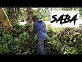 Vlog 6• BANANA HARVEST : EFFECTIVE WAY TO HARVEST A BANANA WITHOUT DAMAGING IT | PROVINCE LIFE
